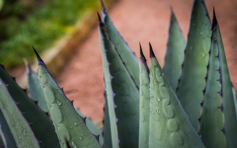 plant, nature, aloe, hd, macro, 2K