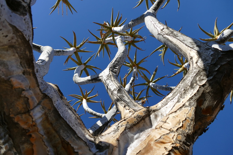 animal themes, africa, animal wildlife, vertebrate, stone desert, 5K, quiver, animal, cactus, tree trunk, travel, places of interest, clear sky, branch