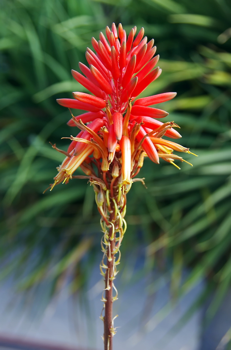 4K, aloe vera, cosmetic, inflorescence, flower head, close-up, no people, aloe, green color, flowering plant, day, nature, focus on foreground, petal