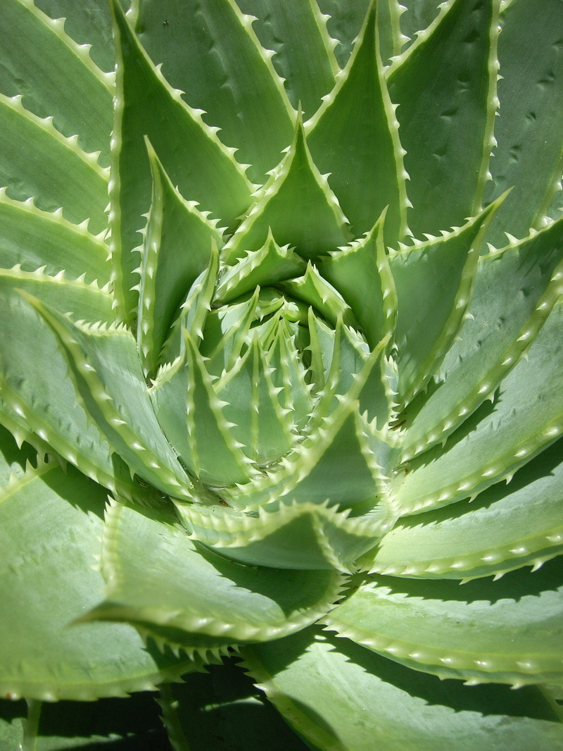 beauty in nature, backgrounds, outdoors, green, day, spiked, succulent plant, 2K, flora, plant, thorn, plant part, nature, close-up, aloe, growth, foliage