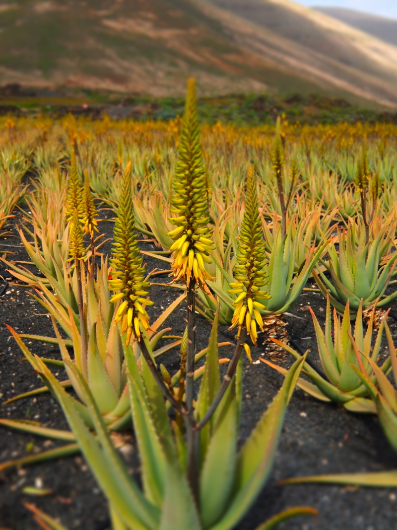 leaf, plant part, agriculture, outdoors, environment, field, plant, care, aloe vera plant, crop, beauty in nature, selective focus, aloe vera, cactus, nature
