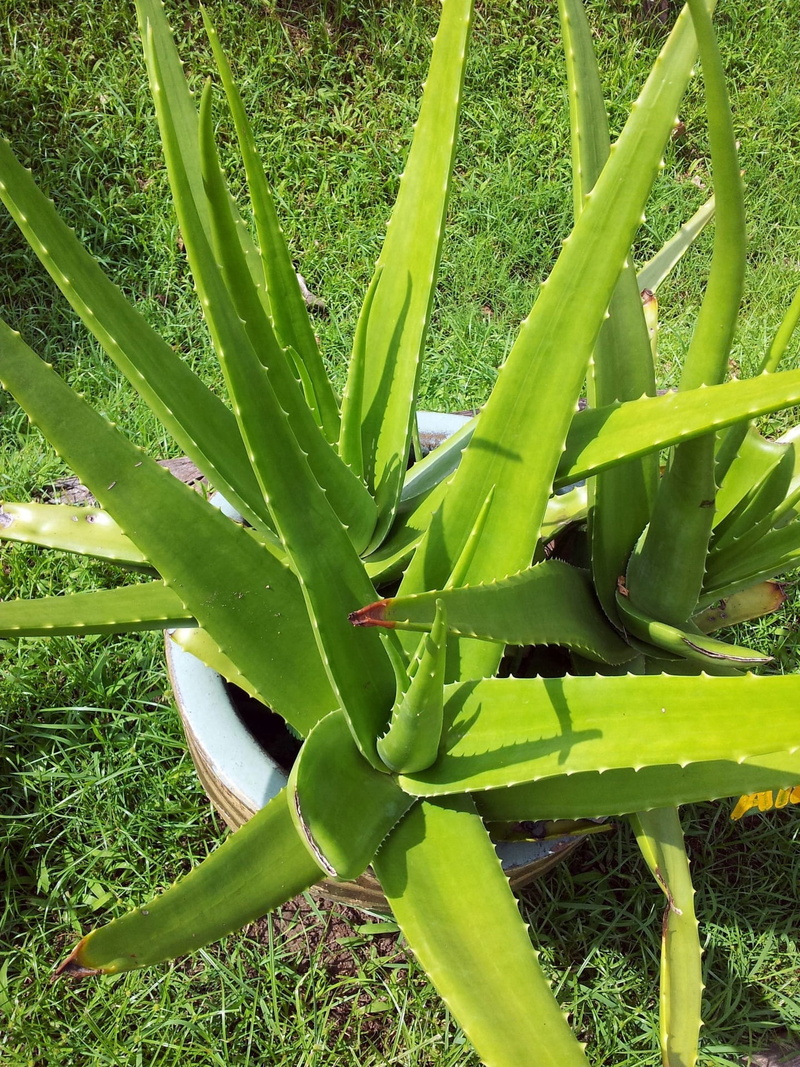 aloe vera plant, thorn, succulent plant, Aloe Vera, vegetable, outdoors, gardening, land, close-up, day, leaves, bright, nature, food and drink, growing