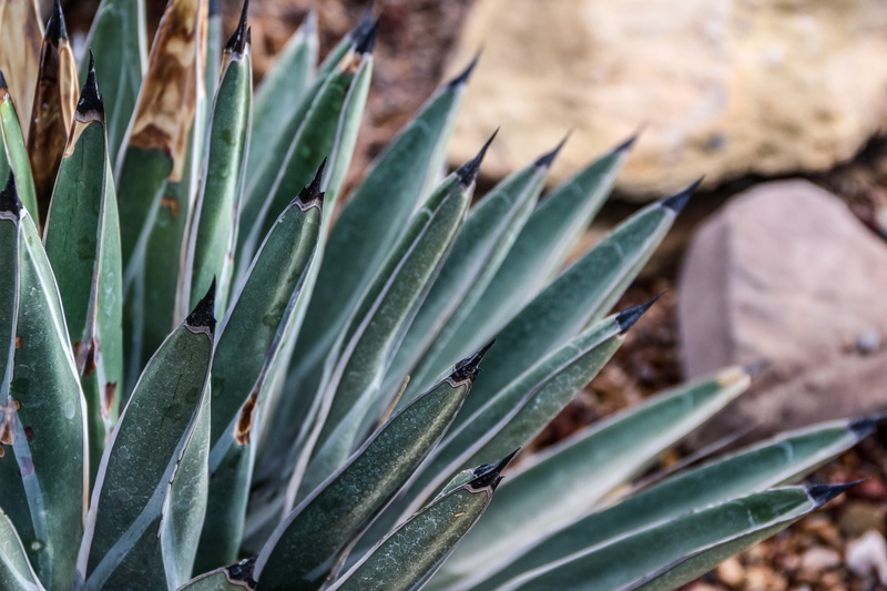 desierto, beauty in nature, spikes, no people, agave, cactus, thorn, selective focus, leaf, 5K, plant, full frame, focus on foreground, tranquility, field