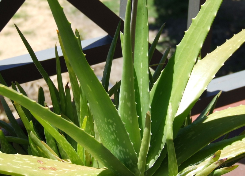 1080P, Plant, Aloe Vera, Earth