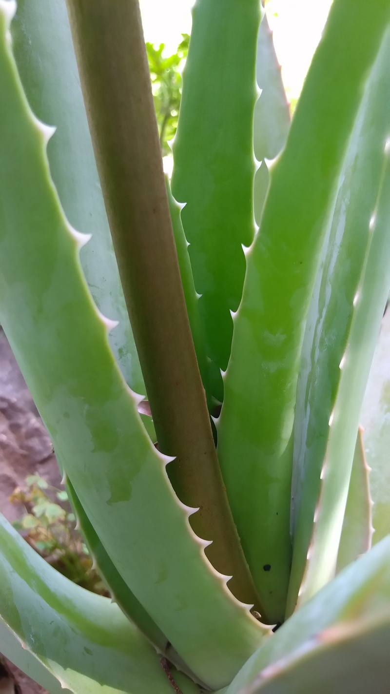 nature, growth, close-up, sharp, spiked, cactus, thorn, alternative medicine, medicine, herbal medicine, no people, green color, aloe, aloe vera, plant