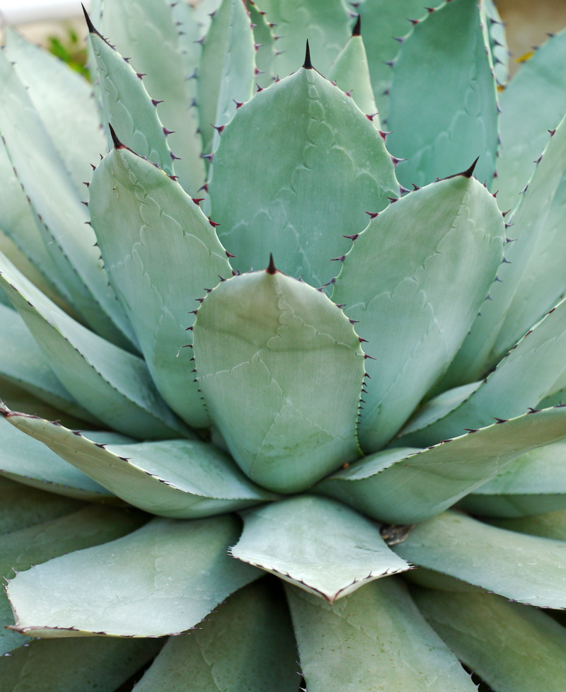spur, closeup, no people, natural pattern, 4K, leaf, turquoise, botanical garden, sharp, aloe vera plant, desert, high angle view, growth, water storage