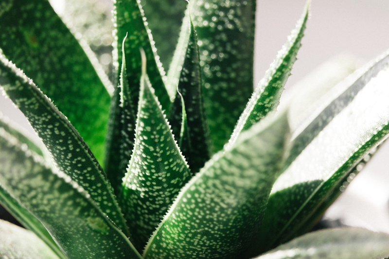 spiked, sharp, beauty in nature, wolverhampton, spine, no people, close-up, pot, aloe vera plant, 4K, sunlight, succulent, nature, leaf, plant part, aloe