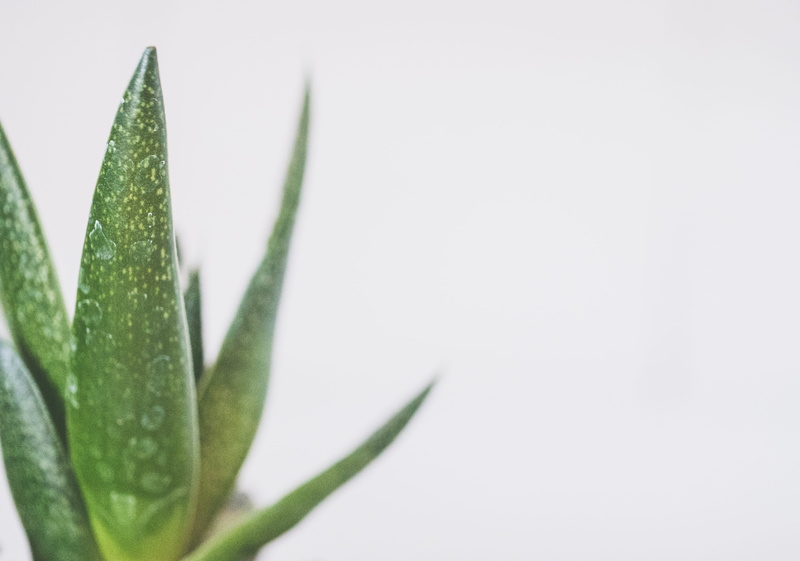 green color, freshness, growth, indoors, aloe, beauty in nature, succulent plants, selective focus, photo, aloe vera plant, copy space, succulent plant