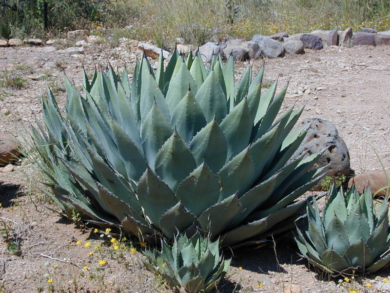 cactus, spiked, land, agave, tranquility, succulent plant, day, aloe vera plant, agavengewächs, outdoors, nature, 1080P, prickly pear cactus, close-up