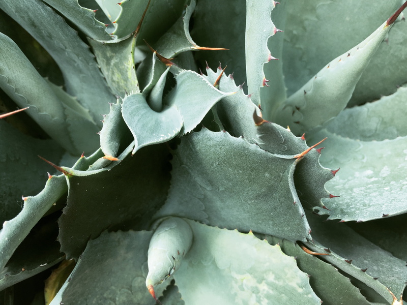 succulent, succulent plant, plants, aloe, 2K, spiked, leaves, plant, close-up, plant part, high angle view, aloe vera plant, outdoors, day, no people