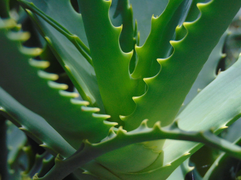 plant, aloe vera plant, cactus, herbal medicine, day, outdoors, green color, growth, 5K, leaf, thorn, care, selective focus, medicine, beauty in nature