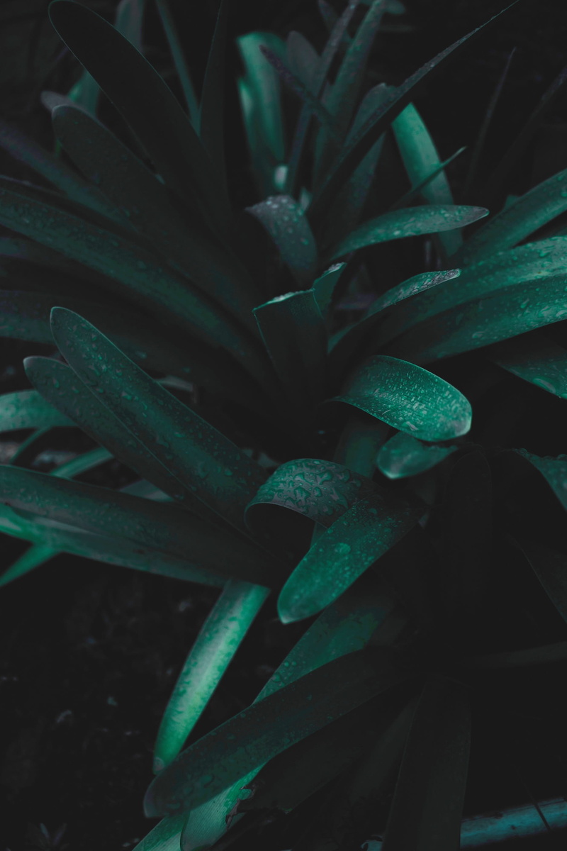succulent plant, 2K, potted plant, leaves, high angle view, outdoors, green color, green, aloe, leaf, botany, cactus, day, close-up, nature, plants, selective focus