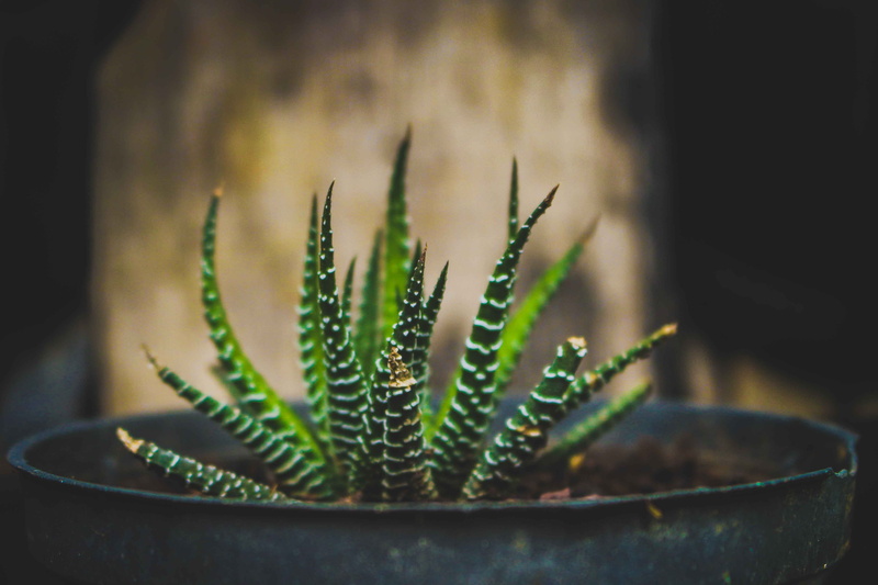 focus on foreground, gardening, day, selective focus, cuiabá, 4K, planta, beauty in nature, no people, close-up, aloe vera plant, succulent plant, plant
