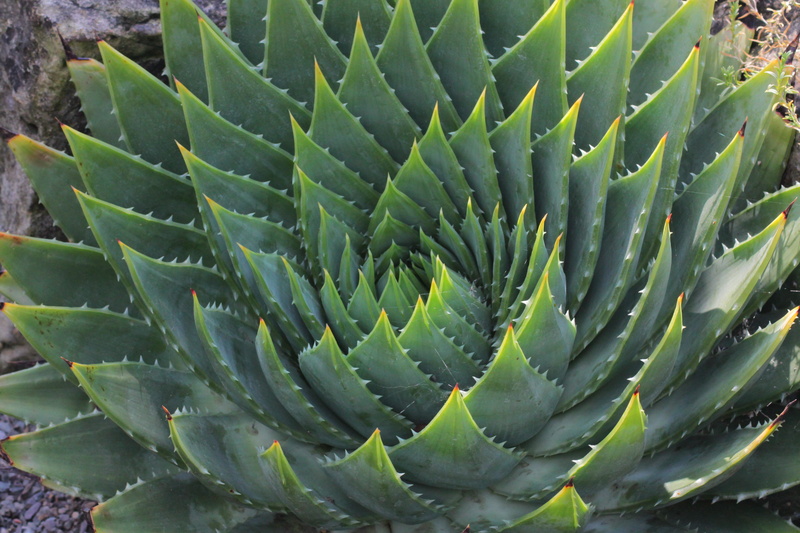 day, growth, spiky, plant part, richmond, nature, green, spiked, outdoors, 4K, united kingdom, close-up, spiral, kew gardens, sharp, foliage, pattern