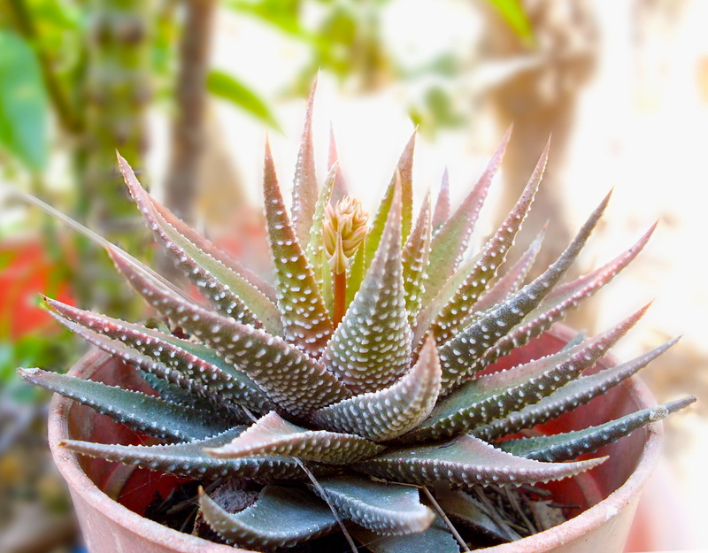 succulent flower, potted plant, flowerpot, succulent, aloe, aloe vera plant, green color, plant, thorn, nature, succulent plant, plant part, succulent zebra