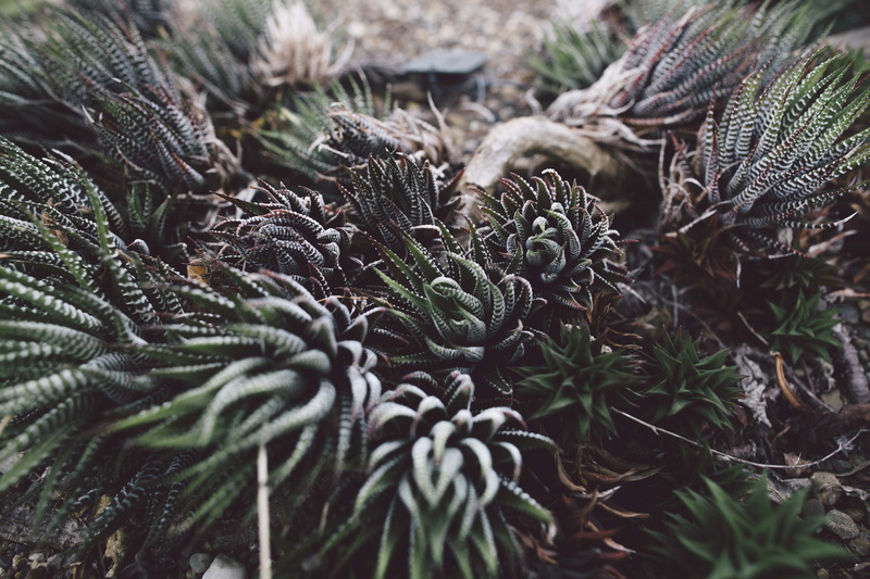 succulent, flora, conifer, vera, coral reef, needle - plant part, day, close-up, sea, united states, growth, land, green, plants, no people, nature, green color