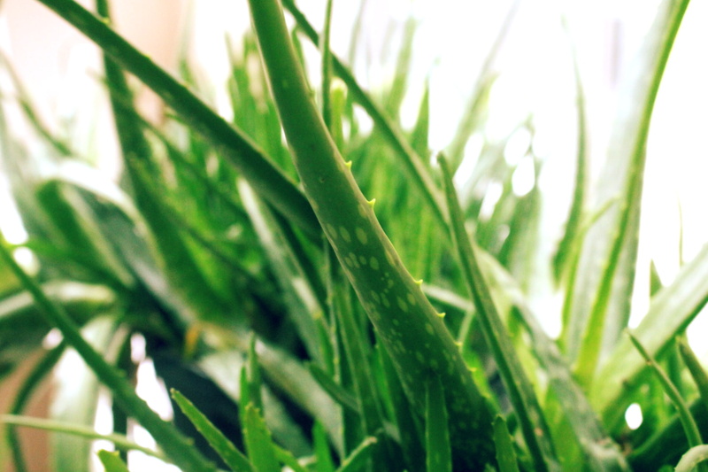 Green, aloe Vera, nature, plants, Daylight, 1080P