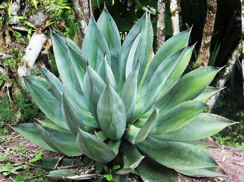 costa rica, no people, green, photo, aloe vera plant, field, close-up, closeup, day, fleshy leaves, plant, tranquility, land, linear, aloe, agave, thorn