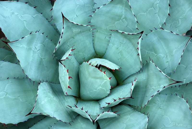 wellbeing, beauty in nature, close-up, photo, garden, pattern, nature, high angle view, healthy eating, freshness, plant part, full frame, succulent plant