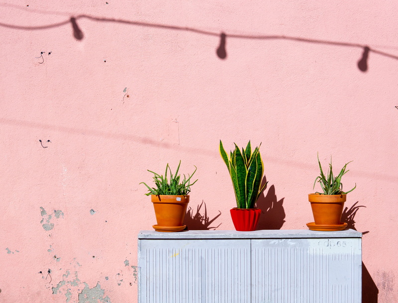 houseplant, outdoors, green color, sunlight, growth, still life, pink color, bright, green, pot, snake, architecture, gardening, built structure, flower pot