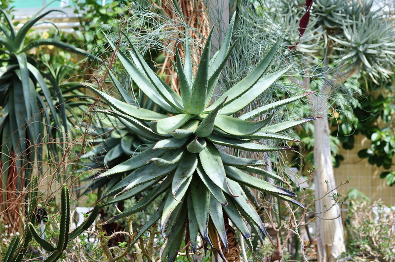 prickly, food, beauty in nature, desert cactus, day, Agave, nature, Succulent, desert, plant part, tree, food and drink, plant, no people, Spur, leaf, tranquility