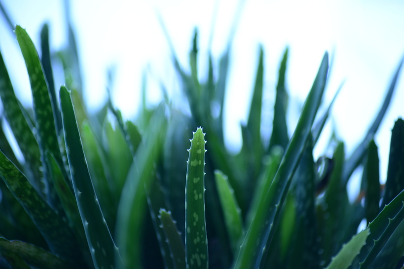 land, grass, vera, close-up, plantation, focus on foreground, green, outdoors, 5K, field, aloe barbadensis, beauty in nature, Aloe Vera, desert lily, plant