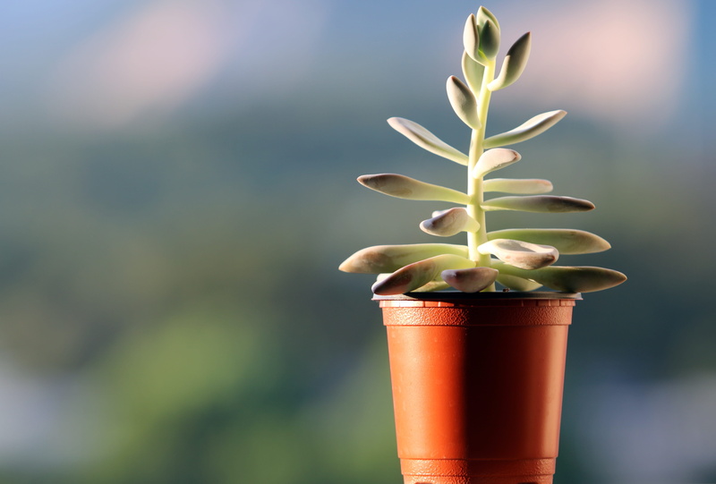 flowers, outdoors, tabitha, cup, beauty in nature, plant part, green color, ornamental plants, flower, a fleshy plant, metal, succulent plant, freshness