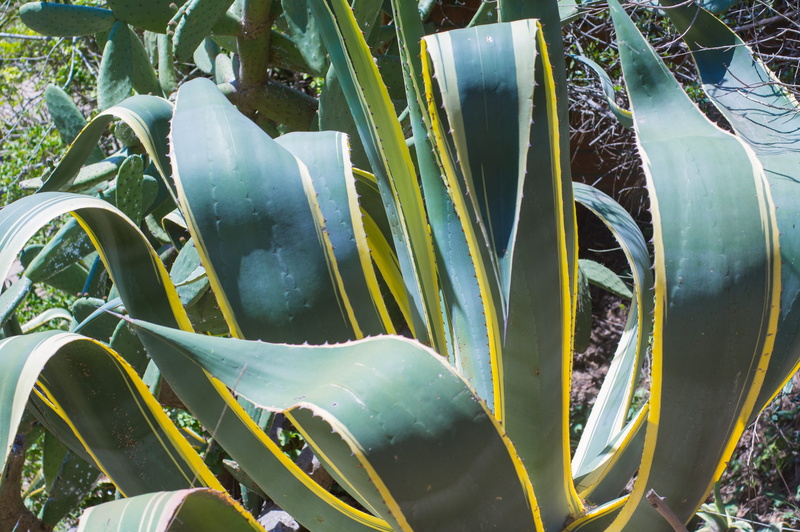 outdoors, sunlight, cactus, succulent plant, growth, plant part, close-up, tranquility, high angle view, 4K, land, barcelona, green, forest, beauty in nature