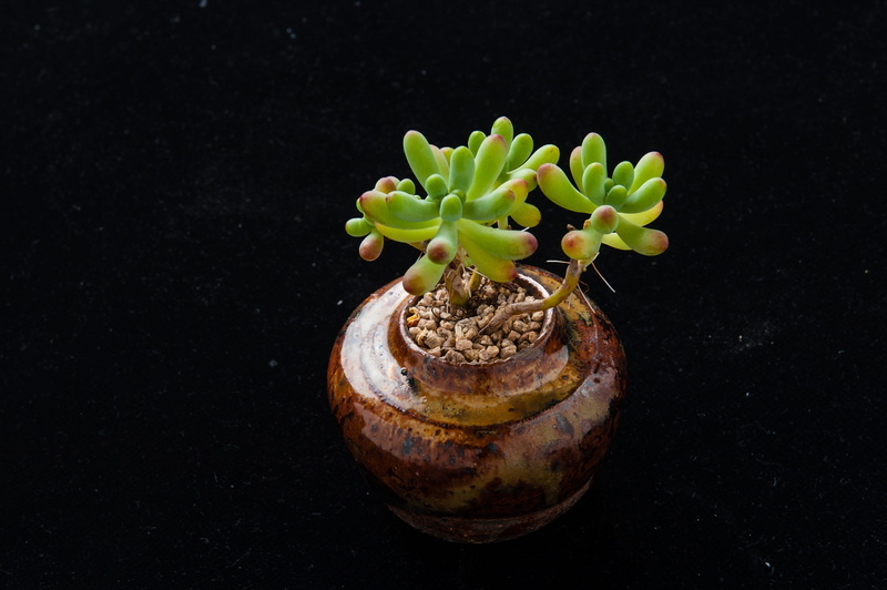 succulent plant, growth, the fleshy, dirt, black background, flower pot, botany, close-up, studio shot, potted plants, beginnings, seedling, plant part