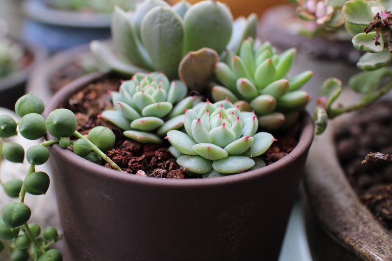 gardening, botany, spring, nature, flower, flower pot, food and drink, plant nursery, 1080P, focus on foreground, plant, no people, potted plants, freshness