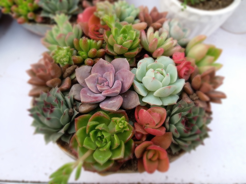 wellbeing, day, nature, food and drink, succulent plant, daytime, celebration, green color, selective focus, flower, no people, succulents, 1080P, color