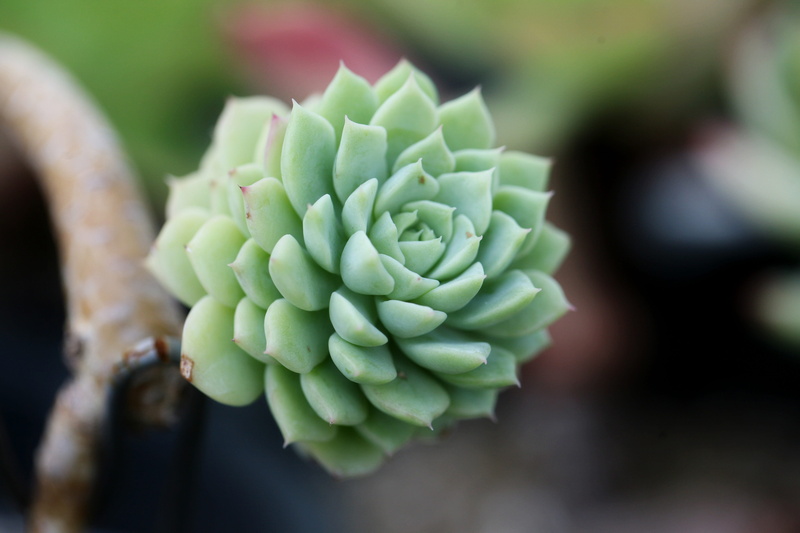 succulent, nature, selective focus, close-up, natural pattern, Cactus, botany, potted plant, flowering plant, plants, Plant, a fleshy plant, outdoors, no people