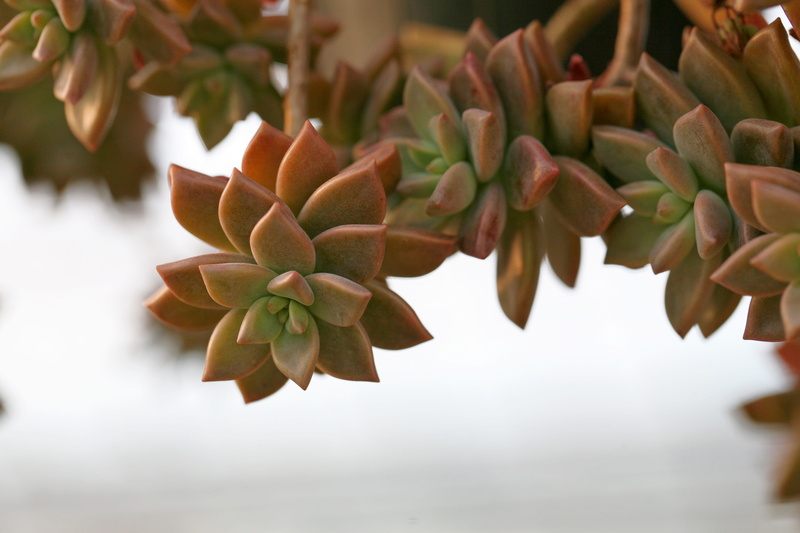 botanical garden, a fleshy plant, nature, food and drink, green color, growth, day, outdoors, succulent, affix, garden, plant part, greenhouse, water, freshness