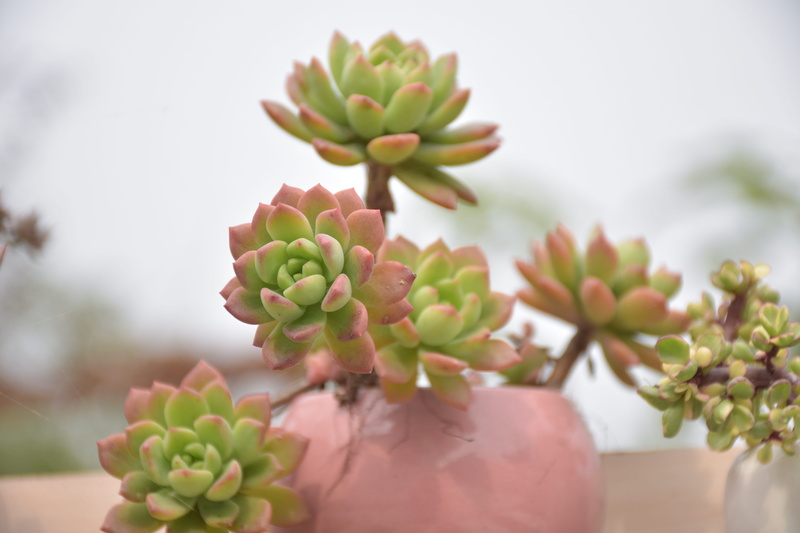 flowering plant, succulent plant, petal, day, the fleshy, green color, botany, flower head, cactus, growth, flower arrangement, flower, 5K, thorns, plant