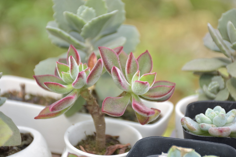 leaf, fruit, the fleshy, plant part, freshness, botany, succulent plant, plant, desert plants, green color, succulent plants, growth, focus on foreground