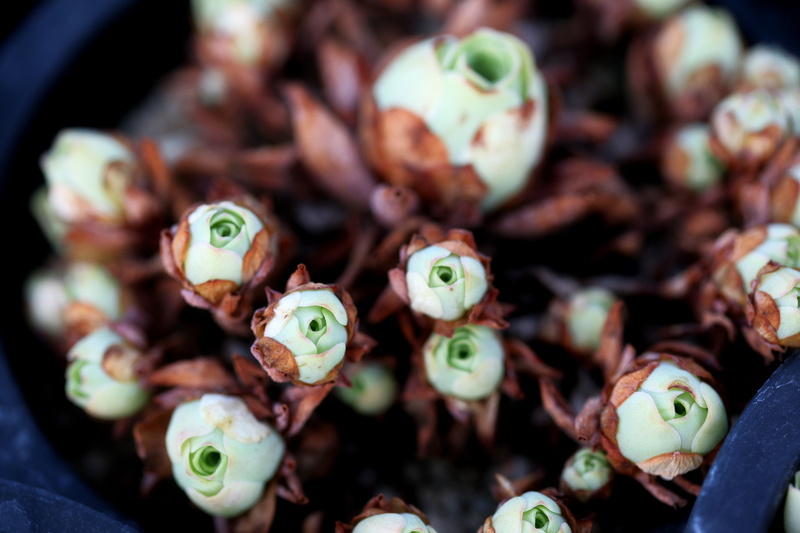 animal, makro, greenhouse, succulent plant, freshness, plants, growth, representation, no people, food and drink, botanical garden, a fleshy plant, close-up
