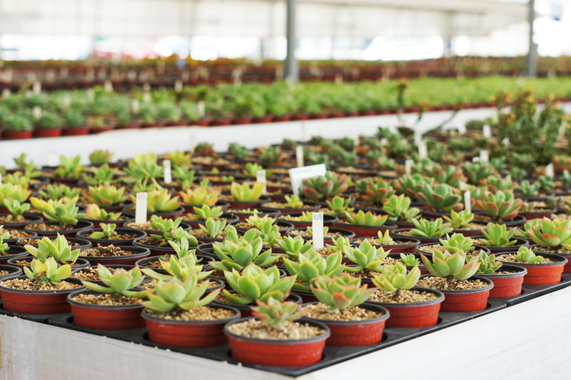 outdoors, cactus, beauty in nature, no people, plant, agriculture, green color, greenhouse, plant nursery, seedling, order, growth, crop, potted plant