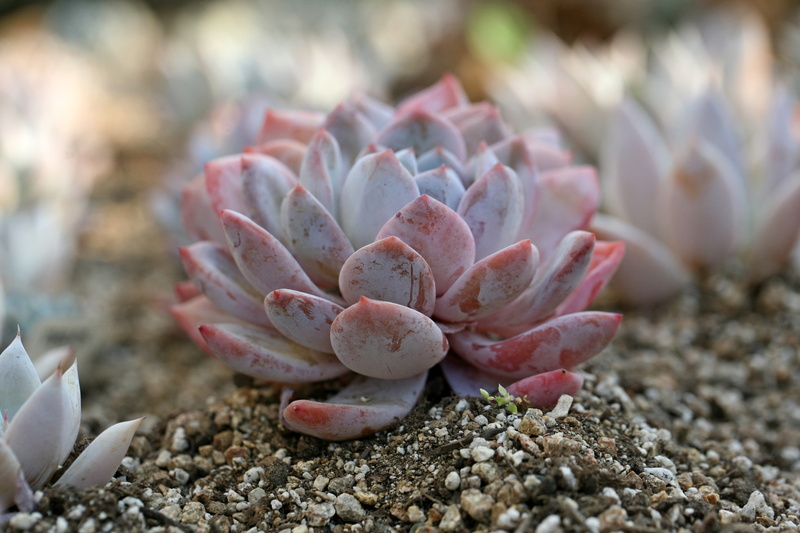 fragility, cactus, potted plant, botanical garden, flower head, garden, fleshy in this, plant, a fleshy plant, plants, beauty in nature, no people, solid