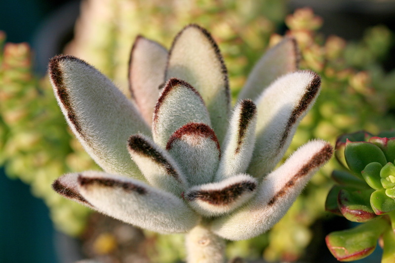 potted plant, day, succulent plant, beauty in nature, focus on foreground, botany, cactus, green color, growth, garden, greenhouse, close-up, mini potted