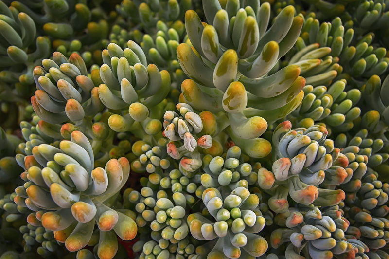 beauty in nature, succulent plant, desert, no people, fleshy, food and drink, food, healthy eating, outdoors, 5K, close-up, fruit, backgrounds, plants