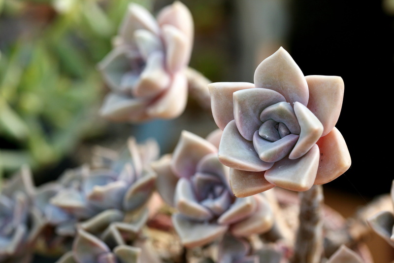 close-up, nature, succulent plant, flowers, growth, a flower garden, purple, plants, beauty in nature, flower, vulnerability, potted plant, human hand
