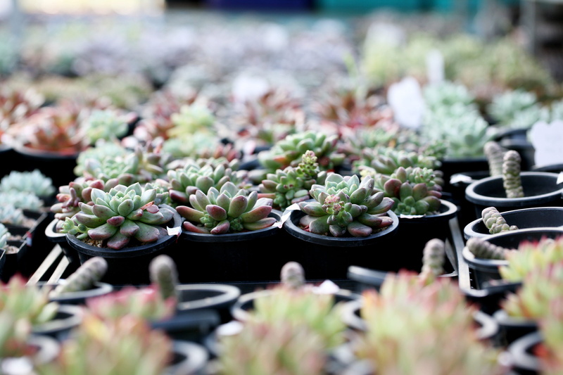 makro, a flower garden, succulent, botany, a fleshy plant, 4K, outdoors, freshness, mini potted, greenhouse, fleshy in this, succulent plant, variation