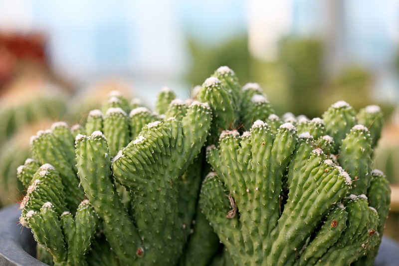 a flower garden, selective focus, leaf, freshness, succulent, growth, cactus, potted plant, greenhouse, mini potted, raw food, garden, fleshy in this, day
