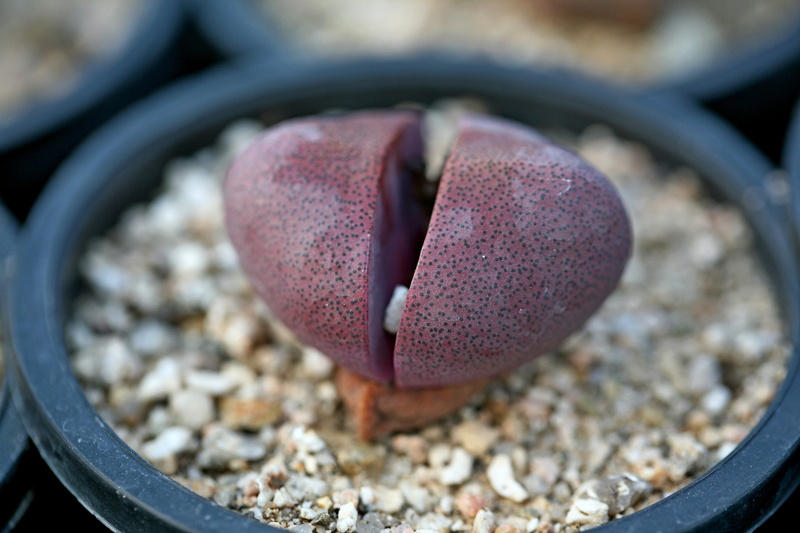 shape, day, outdoors, stone - object, nature, botanical garden, positive emotion, cactus, focus on foreground, greenhouse, mini potted, love, flowers, fleshy in this