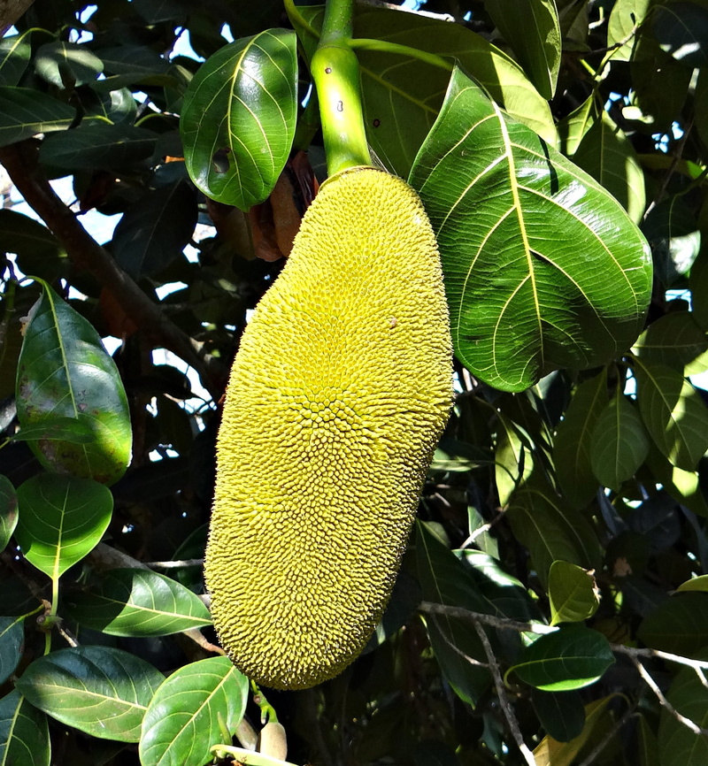 organic, healthy eating, hanging, tasty, nature, delicious, agriculture, vegetarian, yellow, tree, green Color, green, growth, sweet, beauty in nature