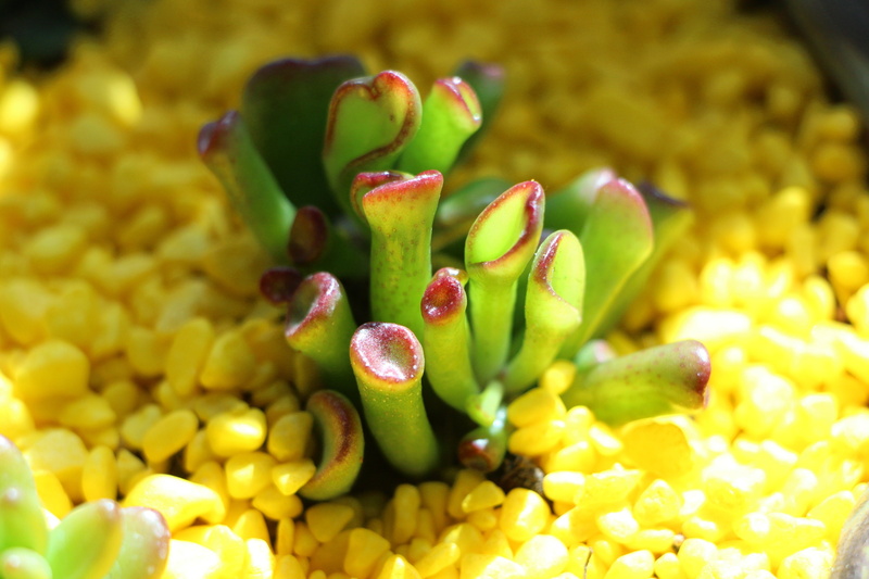 day, focus on foreground, yellow, affix, a fleshy plant, green color, fruit, fleshy in this, a flower garden, nature, flowering plant, makro, freshness