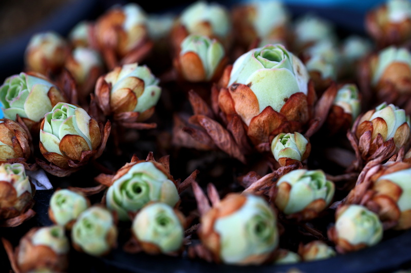 temptation, food and drink, potted plant, plants, no people, close-up, food, a fleshy plant, 4K, healthy eating, indoors, greenhouse, artichoke, succulent