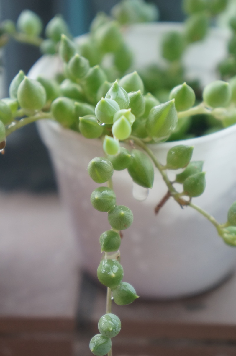succulent plant, food and drink, green, the fleshy, plant, potted plant, plant part, focus on foreground, beginnings, selective focus, close-up, outdoors