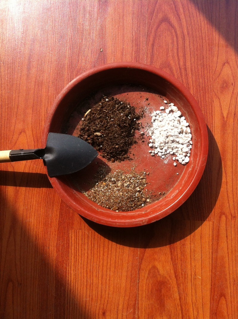 2K, food and drink, close-up, bowl, high angle view, healthy eating, wellbeing, household, directly above, preparation, already, plant, wood - material