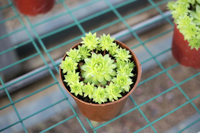 no people, houseplant, flower, 2K, succulent plant, tiled floor, green color, outdoors, plant, tile, day, green, high angle view, close-up, nature, flowering plant